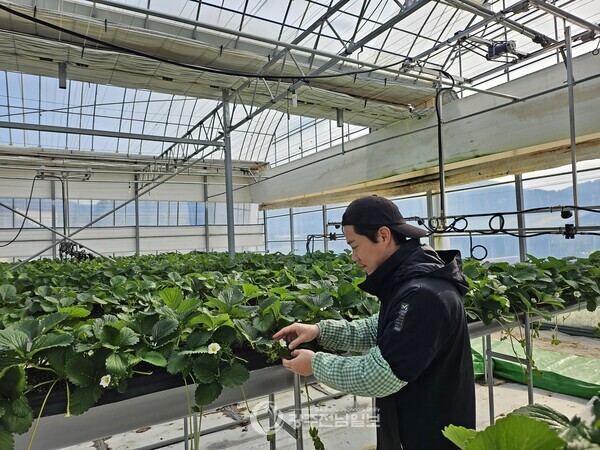 ▲강진군경영실습임대농장에서 딸기 잎제거 작업중인 모습./강진군 제공